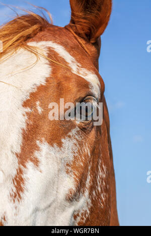 Ritratto di un cavallo con il blu del cielo Foto Stock