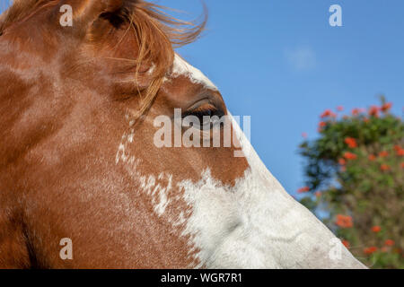 Ritratto di un cavallo con il blu del cielo Foto Stock