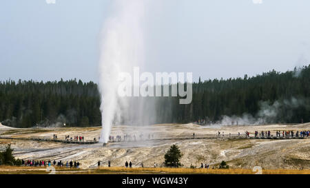 Ripresa a tutto campo della impressionante beehive geyser che erutta a Yellowstone Foto Stock