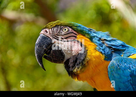 Macaw appollaiato su un ramo con vegetazione di foresta pluviale brasiliana dietro Foto Stock