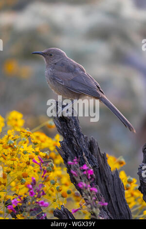 La curva-fatturati Thrasher Tortolita, montagne, Marana, nei pressi di Tucson, Arizona. Foto Stock