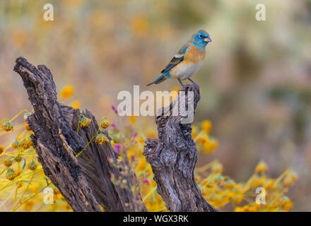 Lazuli Bunting, Tortolita montagne, Marana, Arizona Foto Stock