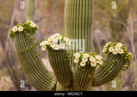 Blooming cactus Saguaro. Tortolita montagne, Marana, nei pressi di Tucson, Arizona. Foto Stock