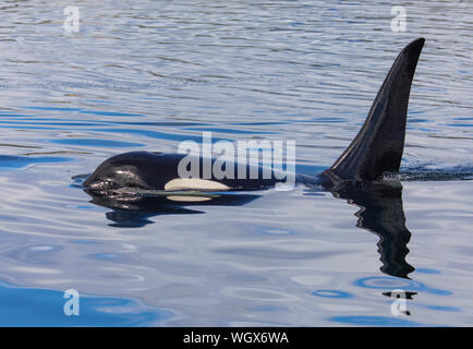 Le orche assassine, Tongass National Forest, Alaska. Foto Stock