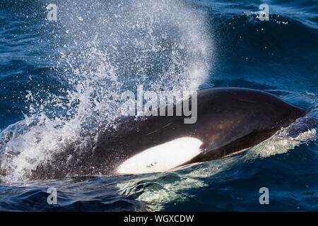 Le orche assassine, Tongass National Forest, Alaska. Foto Stock