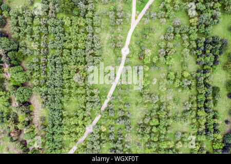 Antenna vista superiore del sentiero attraverso gli alberi di apple Orchard Foto Stock