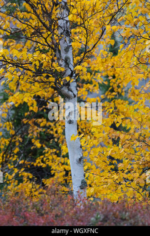 I colori autunnali lungo la Dalton Highway, Alaska. Foto Stock