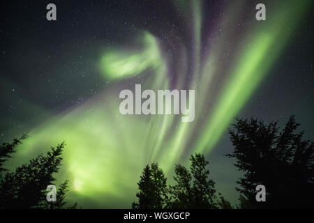 Luci del nord, noto anche come aurora boreale, Wiseman, Alaska Foto Stock