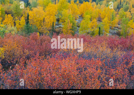 I colori autunnali lungo la Dalton Highway, Alaska. Foto Stock