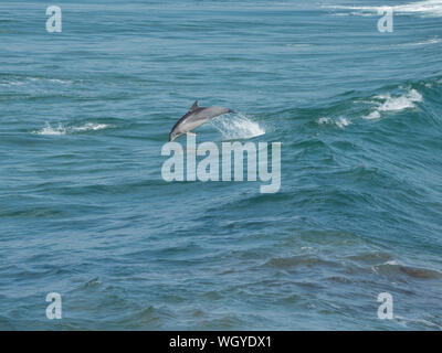 Un delfino a naso di bottiglia che gioca e si tuffa in avanti dopo aver saltato tra le onde al largo della Mid North Coast del New South Wales Australia Foto Stock