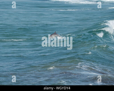 Un Dolphin Bottlenose che suona, tuffandosi e saltando attraverso le onde al largo della Costa Nord Centrale dell'Australia Occidentale Foto Stock