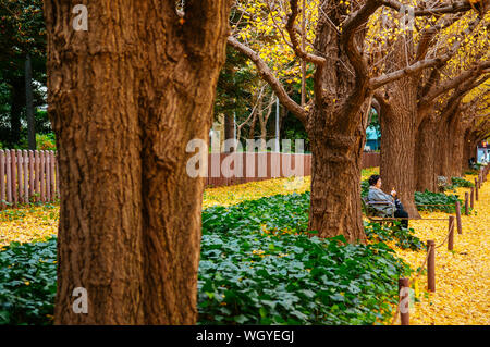 Dic 5, 2018 Tokyo, Giappone - Tokyo giallo ginkgo tunnel di alberi a Jingu gaien avanue in autunno con tourist sedersi sulla panchina. Attrazioni famose a novembre un Foto Stock