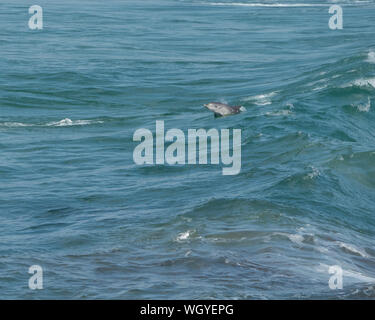 Un Dolphin Bottlenose che suona, tuffandosi e saltando attraverso le onde al largo della Costa Nord Centrale dell'Australia Occidentale Foto Stock