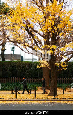 Dic 5, 2018 Tokyo, Giappone - Tokyo giallo ginkgo albero a Jingu gaien avanue in autunno con la gente che camminava sul marciapiede. Attrazioni famose in novembre e Foto Stock