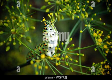 Caterpillar di una coda forcuta Papilio machaon sul verde e fresco fragrante aneto Anethum graveolens nel giardino. Pianta di giardino. Alimentazione Caterpillar su aneto.