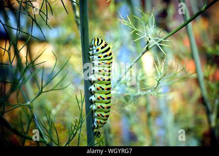 Caterpillar di una coda forcuta Papilio machaon sul verde e fresco fragrante aneto Anethum graveolens nel giardino. Pianta di giardino. Alimentazione Caterpillar su aneto.