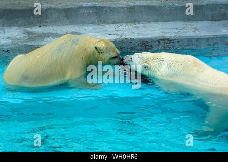 I gemelli wrestling in giochi per bambini. Due polar bear cubs sono a giocare in piscina. Carino e animale di peluche kids, che stanno per essere le più pericolose Foto Stock