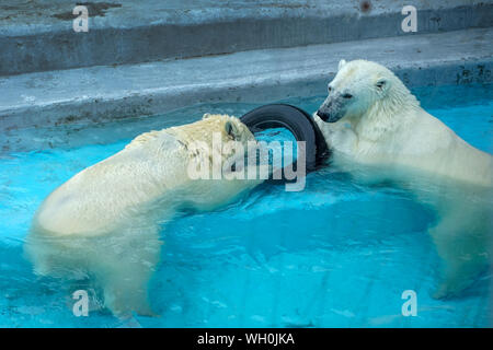 I gemelli wrestling in giochi per bambini. Due polar bear cubs sono a giocare in piscina. Carino e animale di peluche kids, che stanno per essere le più pericolose Foto Stock