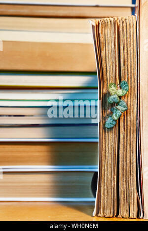 Le foglie fresche della pianta di ceropegia tra vecchie pagine di libri ona tavolo in legno , il verde e viola le foglie sono conformate come i cuori , nel libro di sfondo Foto Stock