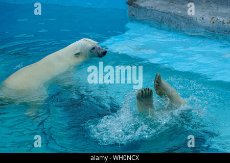I gemelli wrestling in giochi per bambini. Due polar bear cubs sono a giocare in piscina. Carino e animale di peluche kids, che stanno per essere le più pericolose Foto Stock