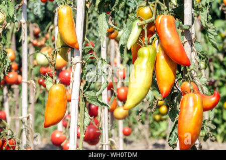 Coltivare pomodori sulla vite in giardino, pomodori agosto che crescono Foto Stock