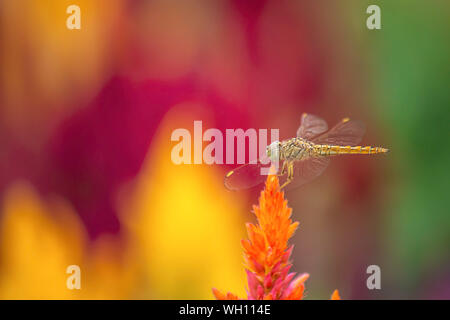 La libellula su Celosia argentea L. cv. Plumosa fiore in giardino Foto Stock