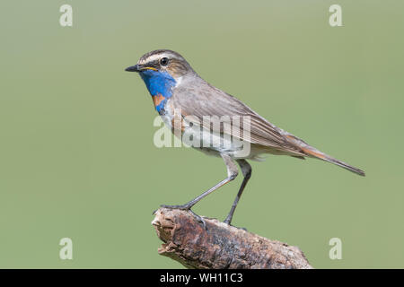 Un bel tordo-come uccello, il pettazzurro (Luscinia svecica) Foto Stock