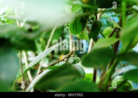 Bellissimo fiore giallo vicino Shot Foto Stock