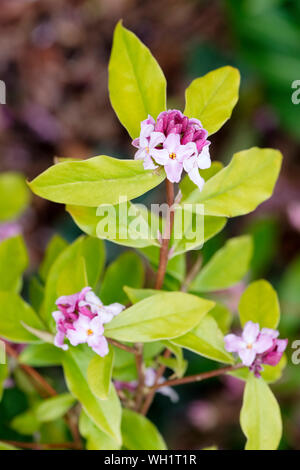 Close-up di fiori di colore rosa pallido di Daphne bholua Limpsfield Foto Stock