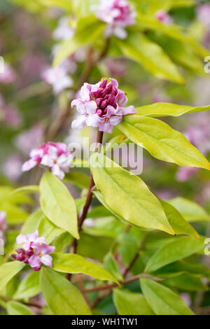 Close-up di fiori di colore rosa pallido di Daphne bholua Limpsfield Foto Stock