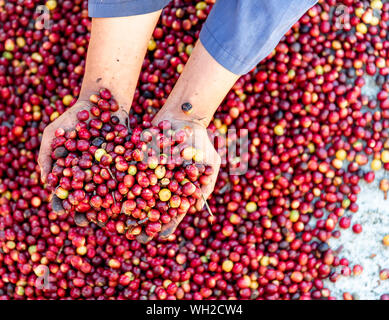 Rossi freschi frutti di bosco crudo i chicchi di caffè arabica agricoltore mani .organici di chicchi di caffè agricoltura raccolta concetto agricoltore Foto Stock