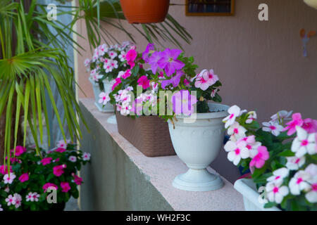 Blooming phlox in vasi di fiori Foto Stock