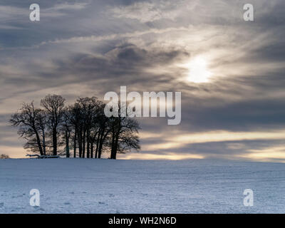 Low winter sun and dramatic sky behind copse of trees in snow covered field, Derbyshire, England, UK. Foto Stock