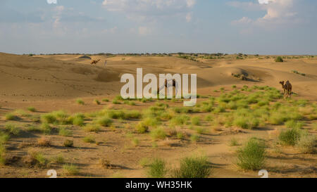 Camel safari nel deserto di Thar, Rajasthan, India Foto Stock