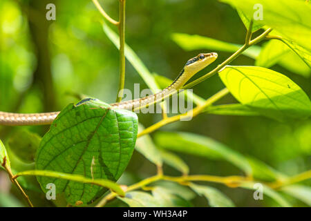 La foresta pluviale verde serpente nel parco Yanoda accanto a Sanya Hainan in Cina Foto Stock