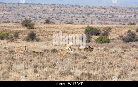 Springboks e babbuini rovistando nel sud della savana africana Foto Stock