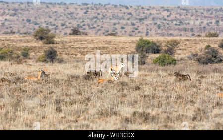 Springboks e babbuini rovistando nel sud della savana africana Foto Stock