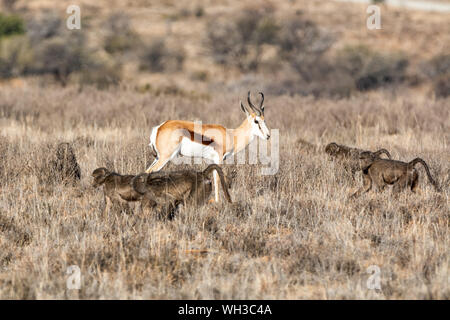 Springboks e babbuini rovistando nel sud della savana africana Foto Stock