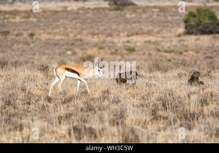 Springboks e babbuini rovistando nel sud della savana africana Foto Stock