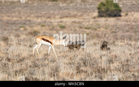 Springboks e babbuini rovistando nel sud della savana africana Foto Stock