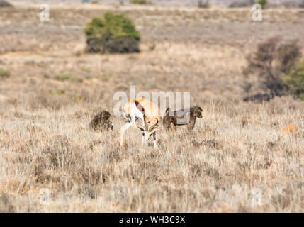 Springboks e babbuini rovistando nel sud della savana africana Foto Stock