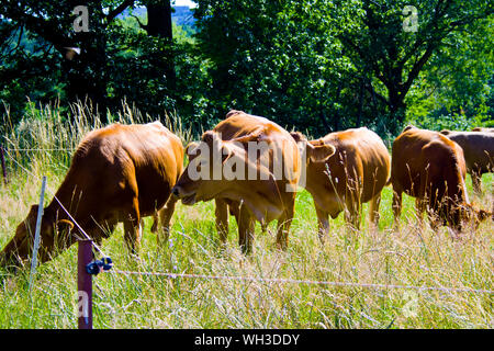 Un piccolo allevamento di vacche su un prato in Baviera, Germania Foto Stock