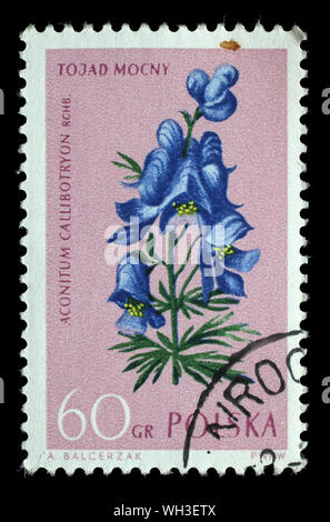 Timbro stampato in Polonia mostra Monkshood Aconitum callibotryon, fiori protetti, serie, 1962 circa. Foto Stock