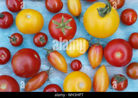 Solanum lycopersicum. Varietà di pomodoro compresi Golden sunrise, dolce milioni e Tumbling Tom Foto Stock