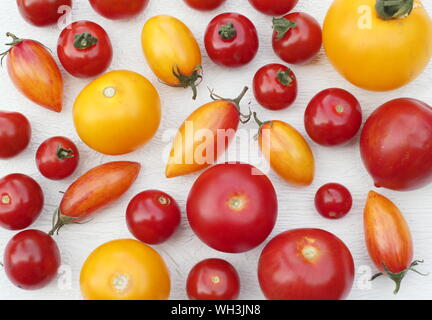 Solanum lycopersicum. Varietà di homegrown pomodori compresi Golden sunrise, dolce milioni, Tumbling Tom, su sfondo bianco Foto Stock