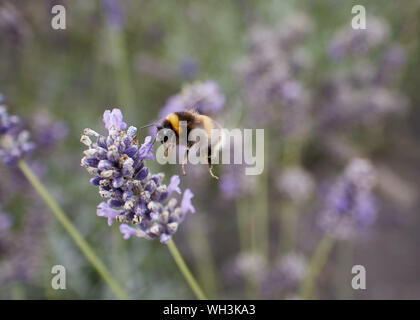 Bumble Bee mid-flight alimentando ad una fragrante francese di fiori di lavanda. Foto Stock