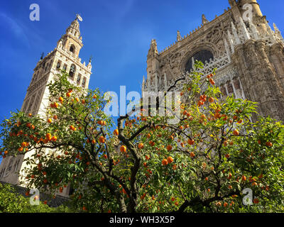 La Giralda, il campanile della cattedrale di Siviglia, in Andalusia, Spagna Foto Stock