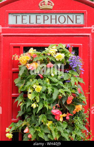 British telefono box convertito in un giardino verticale piantato con piante di biancheria da letto. Foto Stock