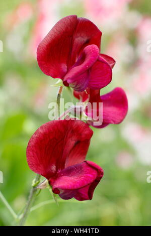 Lathyrus odoratus 'Cavaliere Nero' piselli dolci visualizzazione caratteristici fiori scuri. Luglio, REGNO UNITO Foto Stock