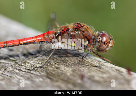 Common Darter Sympetrum striolatum - maschio Foto Stock